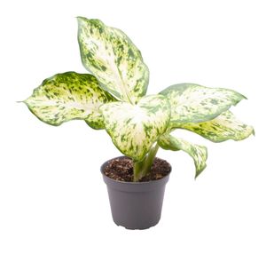 Grünpflanze – Dieffenbachie (Dieffenbachia Maculata Amy) – Höhe: 15 cm – von Botanicly