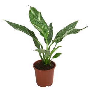 Dehner Einblatt Diamond, Spathiphyllum, weiß-grüne Blätter, 30-40 cm, Ø Topf 15 cm, Zimmerpflanze