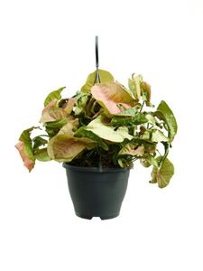 Grünpflanze – Neon-Philodendron (Syngonium Neon) – Höhe: 60 cm – von Botanicly
