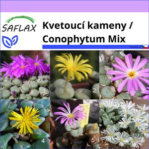 SAFLAX - Kvetoucí kameny / Conophytum Mix - Conophytum Mix - 40 Semena