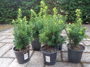 6 Eibe 11-25cm Lescow japanische immergrüne Taxus winterharte Heckenpflanze