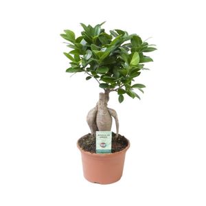 Bonsai – Ficus Ginseng Výška: 35 cm – od Botanicly