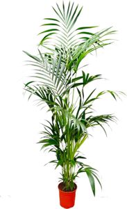 Kentia-Palme - Howea forsteriana - Zimmerpflanze - 200cm - ø24cm