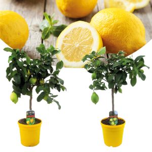 Plant in a Box - Citrus Limon - 2er Set - Zitronenbaum - Echter zitronen essbar - Topf 19cm - Höhe 60-70cm