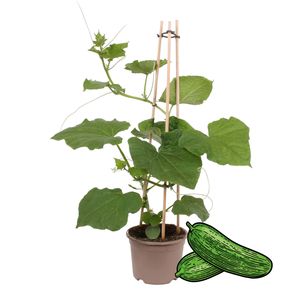 Rostlina okurka Snack Cucumber - pro balkon a zahradu - 14cm kvetinác - Vegetable-To-Go
