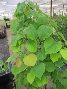 Cercis canadensis Golden Falls ® - Kanadischer Judasbaum Golden Falls ® - 150-175cm