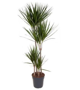 Plant in a Box - Dracaena Marginata - XL Drachenbaum - Grüne Zimmerpflanze - Topf 27cm - Höhe 150-160cm