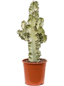 Sukkulente – Dreikantige Wolfsmilch (Euphorbia marmorata) – Höhe: 80 cm – von Botanicly