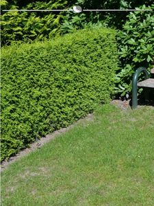 Lebensbaum Thuja Brabant 60-80 cm, 20x Heckenpflanze