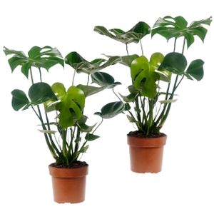 Plant in a Box - Monstera Deliciosa - 2er Set - Fensterblatt Grüne Zimmerpflanze - Topf 17cm - Höhe 50-60cm