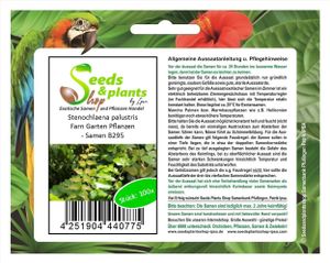 100x Stenochlaena palustris Farn Garten Pflanzen - Samen B295