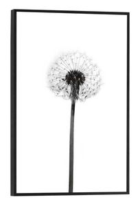 Wandbild - Schwarz - Weiß - 20 x 30 cm - Pusteblume