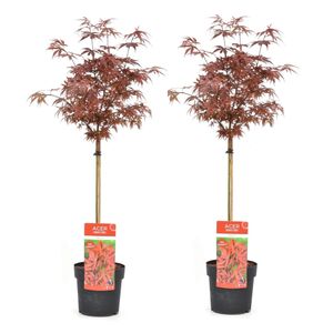 Plant in a Box - Acer palmatum 'Shaina' - 2er Set - Japanischer Ahornbaum winterhart - Rote Blätter - Topf 19cm - Höhe 80-90cm