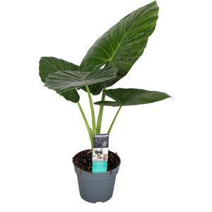 Alocasia Odora - Pfeilblatt - Topf 17cm - Höhe 55-75cm