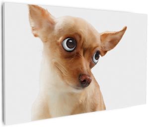 Wallario Premium Leinwandbild Lustiger Hund mit fliegenden Ohren in Größe 60 x 90 cm
