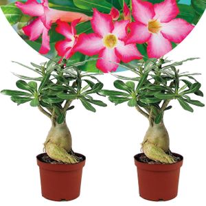 Plant in a Box - Adenium roseum - 2er Set - Wüstenrosen - Topf 10,5cm - Höhe 25-40cm - Zimmerpflanzen
