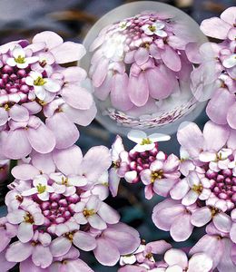 BALDUR-Garten Winterharter Bodendecker Iberis Schleifenblume 'Pink Ice®', 2 Pflanzen winterharte Staude, sehr pflegeleicht & trockenheitstolerant, mehrjährig, blühend, Iberis sempervirens