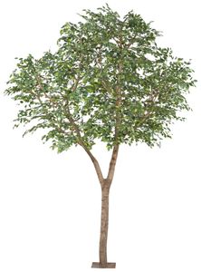 Ficus Benjamina 310x200cm grün Naturstamm 110x10cm,Kunststoff auf Metallplatte 30x30cm