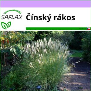 SAFLAX - Čínský rákos - Miscanthus sinensis - 200 Semena