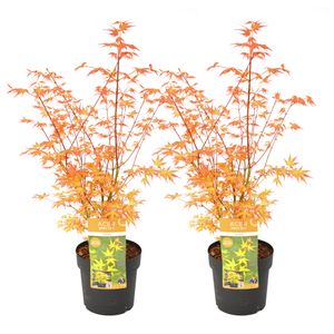 Acer palmatum 'Katsura' - 2er Set - Japanischer Ahorn - Topf 19cm -Höhe 60-70cm