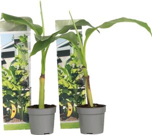 Banánovník japonský - 2 ks. - Musa basjoo - Výška 25-40cm - ⌀9cm