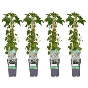 Hello Plants Hydrangea Petiolaris Kletterhortensie Kletterpflanze - 4 Stück - Ø 15 cm - Höhe: 65 cm