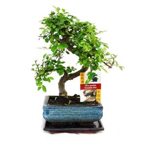 Bonsai wiaz chinski - Ulmus parviflora - ok. 6 lat