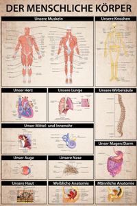 Der Menschliche Körper Poster - Anatomie, Muskeln Knochen Organe (91 x 61 cm)