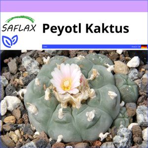 SAFLAX - Kakteen - Peyotl Kaktus  - 20 Samen - Lophophora williamsii