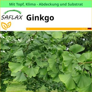 SAFLAX Garden to go - Ginkgo - Ginkgo biloba - 4 Samen - Mit Topf, Klima - Deckel und Anzuchtsubstrat