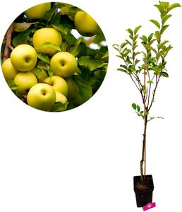 Malus domestica 'Golden delicious' Apfelbaum, 5 Liter Topf