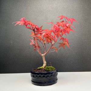 Bonsai - Bonsai baum Japanischer Fächerahorn - Acer (Ahorn) Deshojo bonsai bäume/Japanische Ahorne/mit roten Blättern/baum ist 20-30 cm hoch