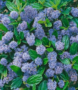 BALDUR-Garten immergrüne Säckelblume Blauer Ceanothus 'Blue Mound', 1 Pflanze, Kalifornischer Flieder winterhart, trockenresistent, pflegeleicht, Wasserbedarf gering, blühend