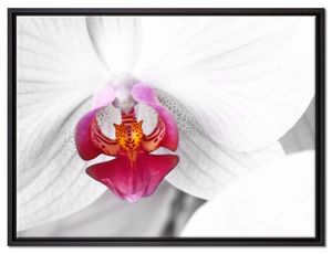 anmutige Orchideen Blüte Leinwandbild 80x60 cm im Bilderahmen / Wandbild  / Schattenfugenrahmen / Kein Poster