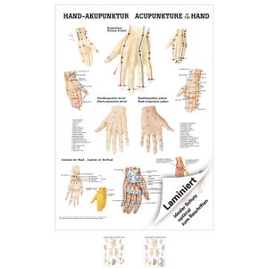 Hand-Akupunktur Mini-Poster Anatomie 34x24 cm medizinische Lehrmittel