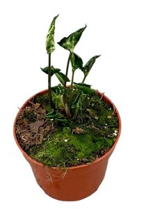 Grünpflanze – Kletter-Philodendron (Syngonium Godzilla) – Höhe: 15 cm – von Botanicly
