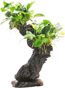 Mbuna mittel mit Zwergspeerblatt - Mbuna mittel mit Anubias barteri var. Nana ca. 10 x 15 x 30 cm