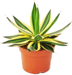 Agave lophanta quadricolor - štvorfarebná -12cm kvetinác - sukulentná rastlina