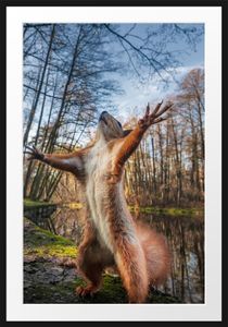 Lustiges Eichhörnchen steht im WaldBilderrahmen mit Galerie-Passepartout / Format: 100x70cm / gerahmt / hochwertige Leinwandbild Alternative