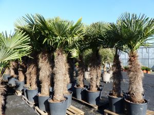 XXXXL 250 - 270 cm Trachycarpus fortunei 170 cm Stamm Hanfpalme, winterharte Palme bis -18°C