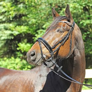 Euroriding Trense Grasse schwed. Reithalfter Lack schwarz mit Glitzersteinen Vollblut ( Cob )