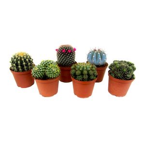 Plant in a Box - Mini Kakteen - 6er Mix - Kaktus - Topf 5,5cm - Höhe 5-10cm