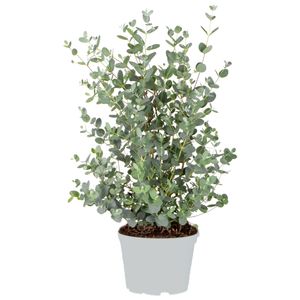 Eucalyptus gunnii - Gummibaum - Strauch - Immergrün – ⌀17 cm - ↕40-50 cm