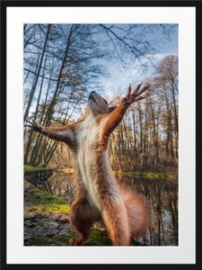 Lustiges Eichhörnchen steht im WaldBilderrahmen mit Galerie-Passepartout / Format: 80x60cm / gerahmt / hochwertige Leinwandbild Alternative