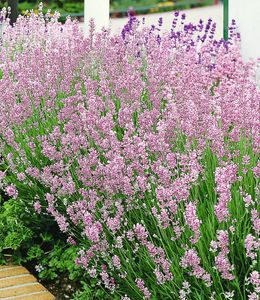 BALDUR-Garten Duft-Lavendel 'Rosa' echter Lavendel, 3 Pflanzen Lavandula angustifolia Duftlavendel, winterharte Staude, trockenresistent, mehrjährig, bienenfreundlich und schmetterlingsfreundlich