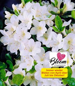 BALDUR-Garten Durchblühende Azalee 'Bloom Champion' weiß 1 Pflanze, Rhododendron obtusum winterhart, bienenfreundlich, für Standort im Schatten geeignet, blühend