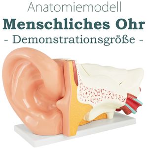 Anatomie Modell Ohr des Menschen Außen Mittel und Innenohr menschlicher Körper Anatomisches Menschliches Ohrmodell menschliche Modelle 6 Teile Lehrmodell MedMod