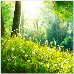 Wallario Premium Glasbild, freischwebende Optik, kräftige Farben, Größe 50 x 50 cm Motiv Pusteblumen im Wald mit einfallenden Sonnenstrahlen