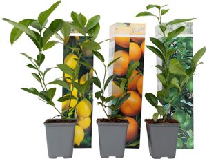 Citrónovník pravý - 3 ks. - Citrus limon - Výška 25-40cm - ⌀9cm