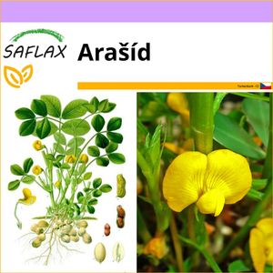 SAFLAX - Arašíd - Arachis hypogaea - 8 Semena